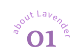 about lavender 01