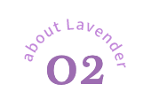 about lavender 02