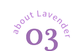 about lavender 03