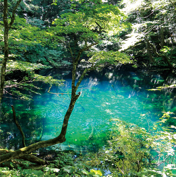 白神山地 青池