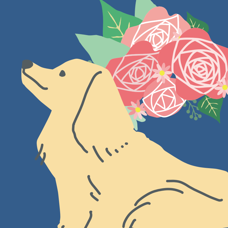第30回「雨の日のバラと犬」