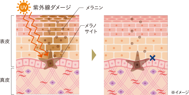 薬用ホワイト＆リンクルセラム