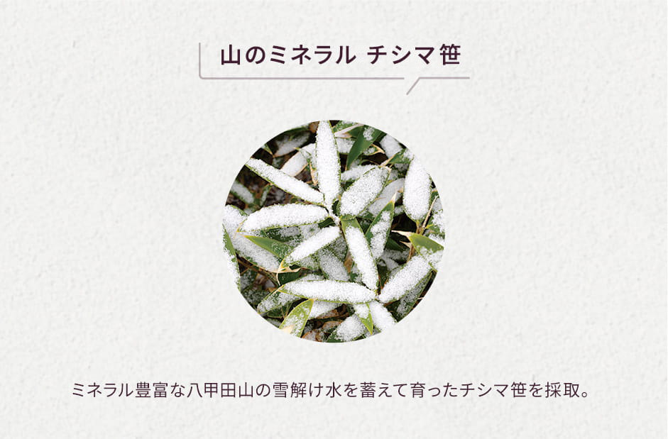 山のミネラルチシマ笹 ミネラル豊富な八甲田山の雪解け水を蓄えて育ったチシマ笹を採取。