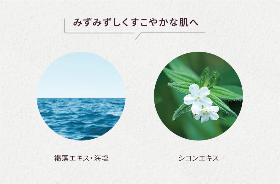 みずみずしくすこやかな肌へ 褐藻エキス・海塩 シコンエキス