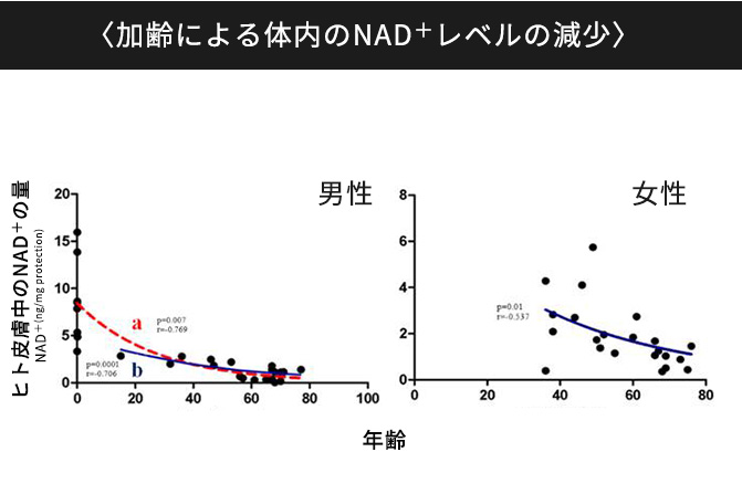 加齢による体内のNAD＋レベルの減少