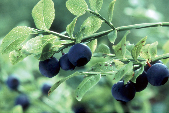 ピント調節機能を助けて手もとも見やすく