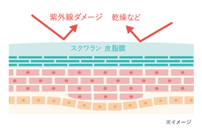 肌の断面イメージ