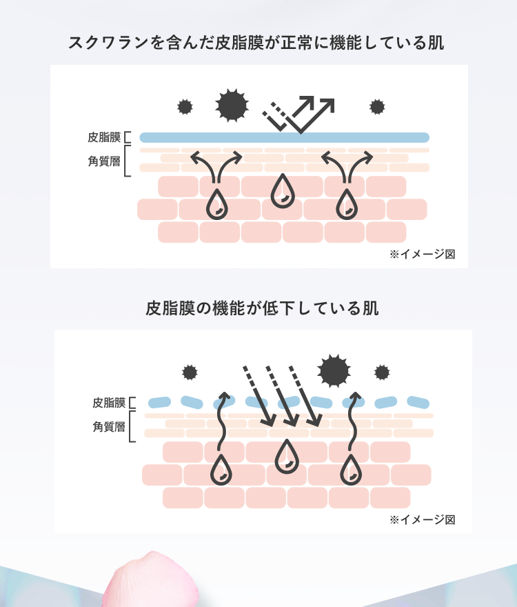 スクワランを含んだ皮脂膜が正常に機能している肌のイメージ図 皮脂膜の機能が低下している肌のイメージ図