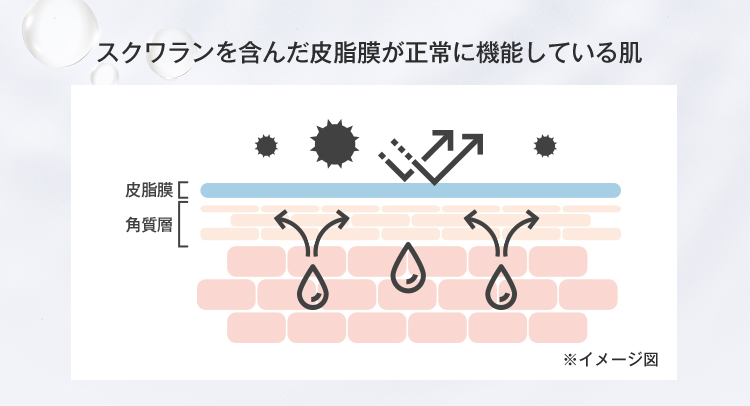 スクワランを含んだ皮脂膜が正常に機能している肌