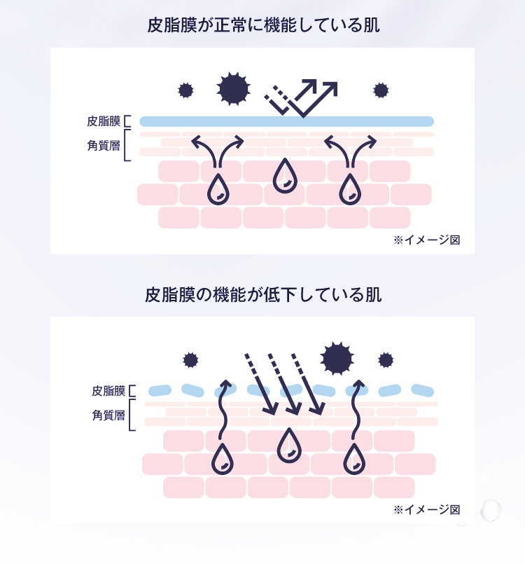 皮脂膜が正常に機能している肌 ※イメージ 皮脂膜の機能が低下している肌 ※イメージ