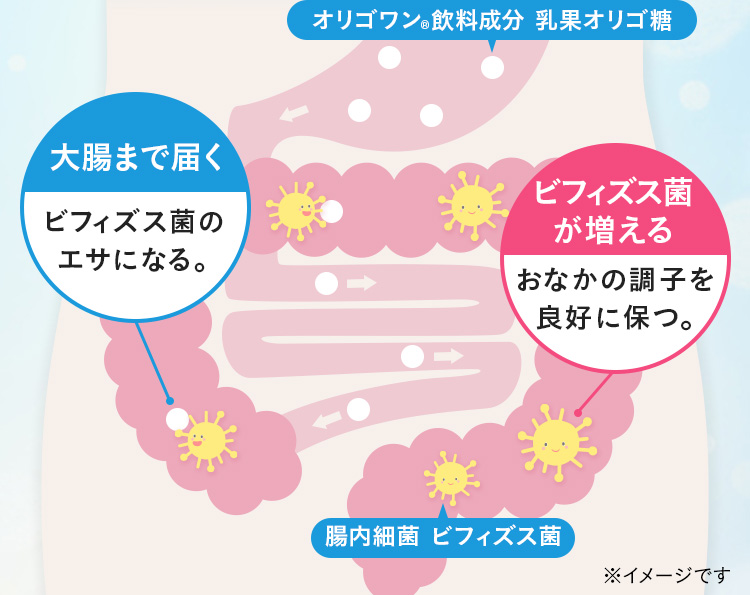 オリゴワン（R）飲料成分 乳果オリゴ糖 大腸まで届く ビフィズス菌のエサになる。 ビフィズス菌が増える。 おなかの調子を良好に保つ。 腸内細菌ビフィズス菌 ※イメージです