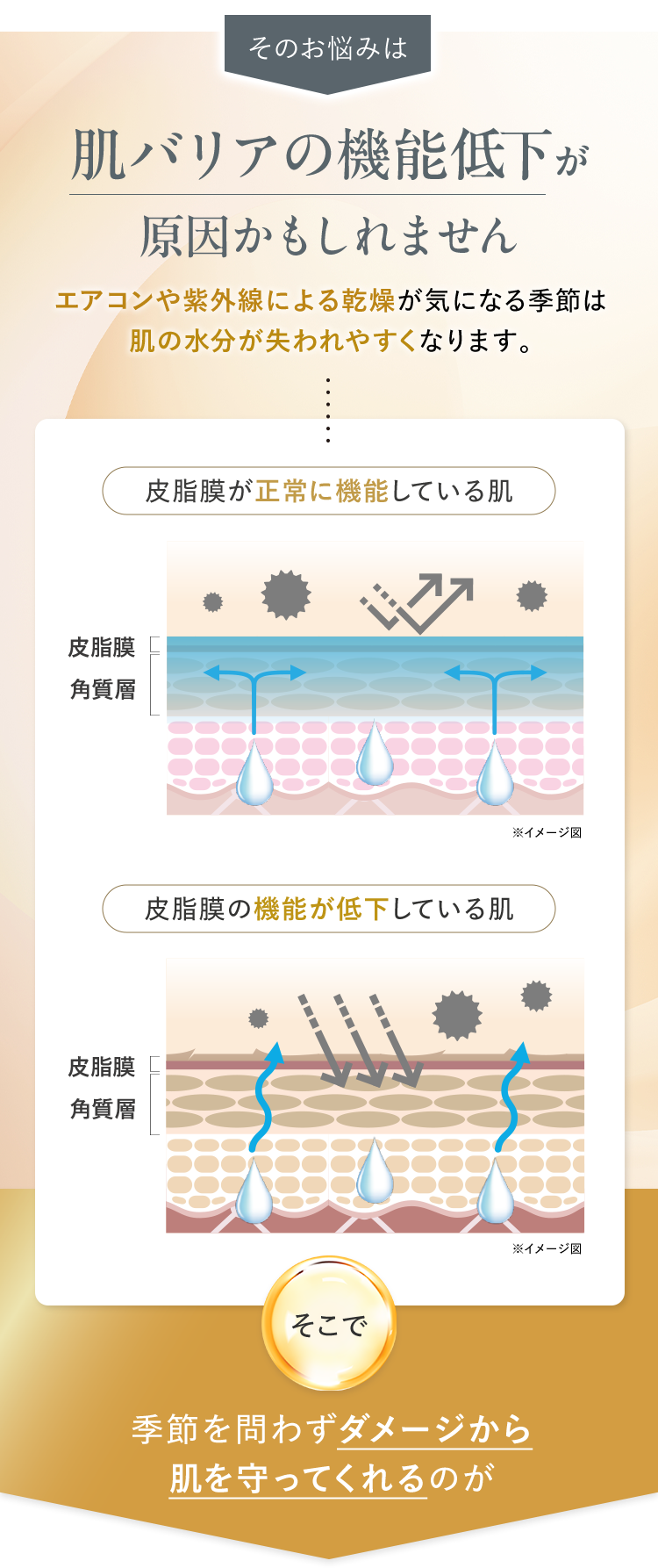 そのお悩みは肌バリアの機能低下が原因かもしれませんエアコンや紫外線による乾燥が気になる季節は 肌の水分が失われやすくなります。そこで季節を問わずダメージから 肌を守ってくれるのが