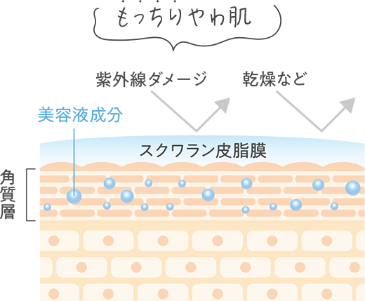 もっちりやわ肌 紫外線ダメージ 乾燥など 美容液成分 スクワラン皮膜 角質層