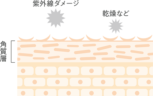 紫外線ダメージ 乾燥など 角質層